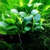XL In-Vitro Zwergspeerblatt / Anubias Bart. Var. Nana - Besonders Geeignet Für Barschbecken 1 XL In-Vitro Zwergspeerblatt / Anubias Bart. Var. Nana - Besonders Geeignet Für Barschbecken -Pflanzen Serien Rabatt V030DZ 1 2