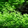 XL In-Vitro Kleines Fettblatt - Brahmi / Bacopa Monnieri 1 XL In-Vitro Kleines Fettblatt - Brahmi / Bacopa Monnieri -Pflanzen Serien Rabatt V041DZ 1 1