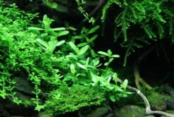 XL In-Vitro Kleines Fettblatt - Brahmi / Bacopa Monnieri -Pflanzen Serien Rabatt V041DZ 1 2