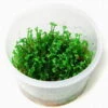 XL In-Vitro Mini-Kleeblatt / Marsilea Crenata *NEU* -Pflanzen Serien Rabatt V1200DZ 1 2