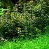 XL In-Vitro Bonsai Rotala / Rotala 'Bonsai' Im XL-Cup -Pflanzen Serien Rabatt V1300DZ 1