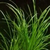 XL In-Vitro Helfers Zyperngras / Cyperus Helferi 1 XL In-Vitro Helfers Zyperngras / Cyperus Helferi -Pflanzen Serien Rabatt V139DZ 1