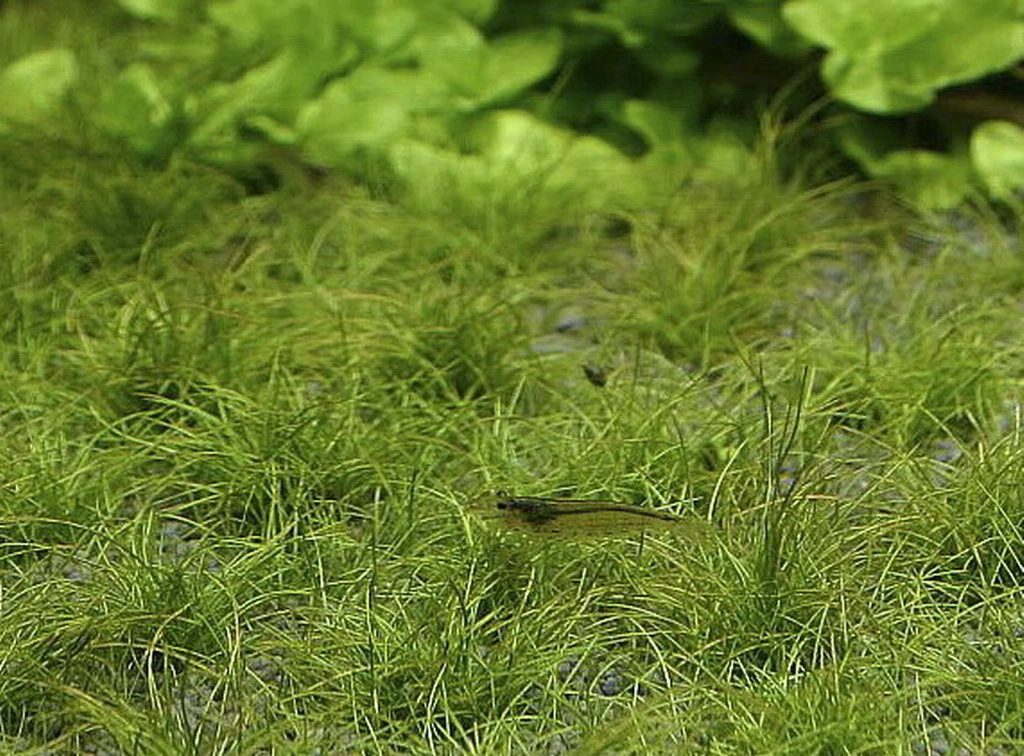 In-Vitro Zwerg-Nadelsimse / Eleocharis Parvula - Pusilla - Parvulus 3 In-Vitro Zwerg-Nadelsimse / Eleocharis Parvula - Pusilla - Parvulus