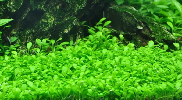 XL In-Vitro Australisches Zwergkraut - Zungenblatt / Glossostigma Elatinoides 3 XL In-Vitro Australisches Zwergkraut - Zungenblatt / Glossostigma Elatinoides