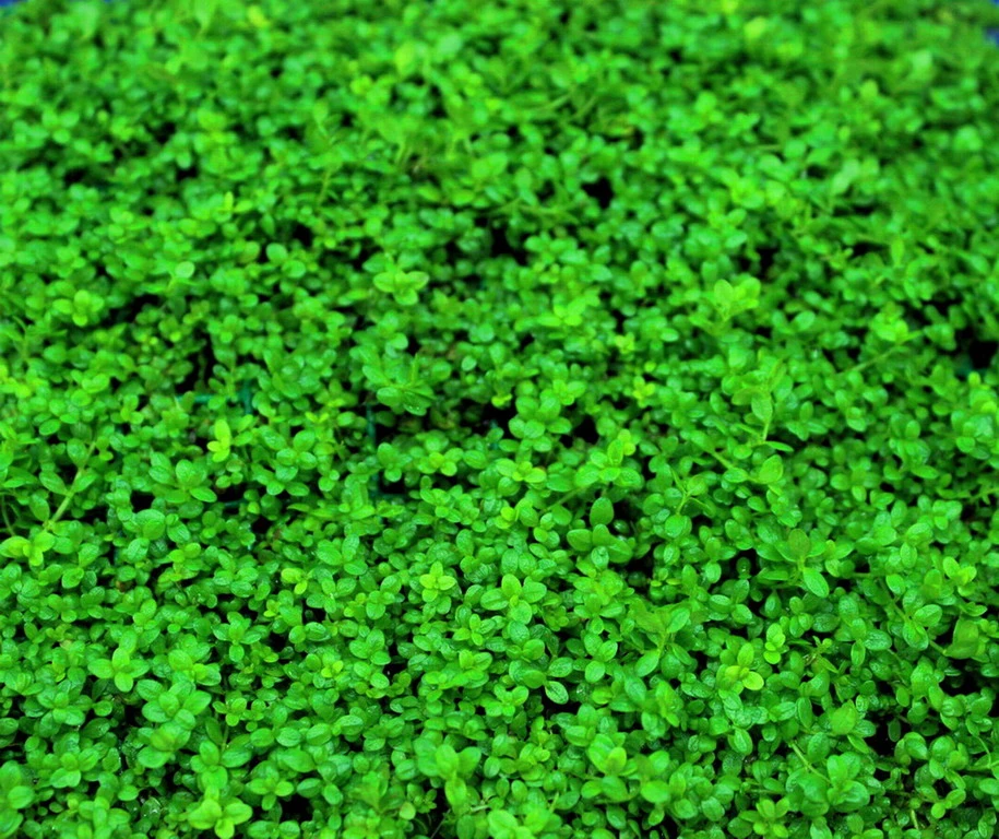 XL In-Vitro Kuba Zwerg-Perlenkraut / Hemianthus Callitrichoides CUBA, Kurz Hcc 3 XL In-Vitro Kuba Zwerg-Perlenkraut / Hemianthus Callitrichoides CUBA, Kurz Hcc