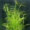 XL In-Vitro Kriechende Binse / Juncus Repens 1 XL In-Vitro Kriechende Binse / Juncus Repens -Pflanzen Serien Rabatt V275DZ 1 2