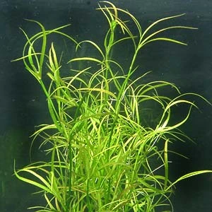 XL In-Vitro Kriechende Binse / Juncus Repens 3 XL In-Vitro Kriechende Binse / Juncus Repens