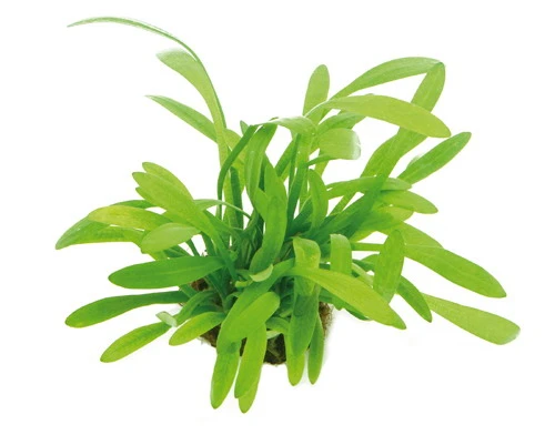 XL In-Vitro Zwergpfeilkraut / Sagittaria Sp. 'pussila' 3 XL In-Vitro Zwergpfeilkraut / Sagittaria Sp. 'pussila'