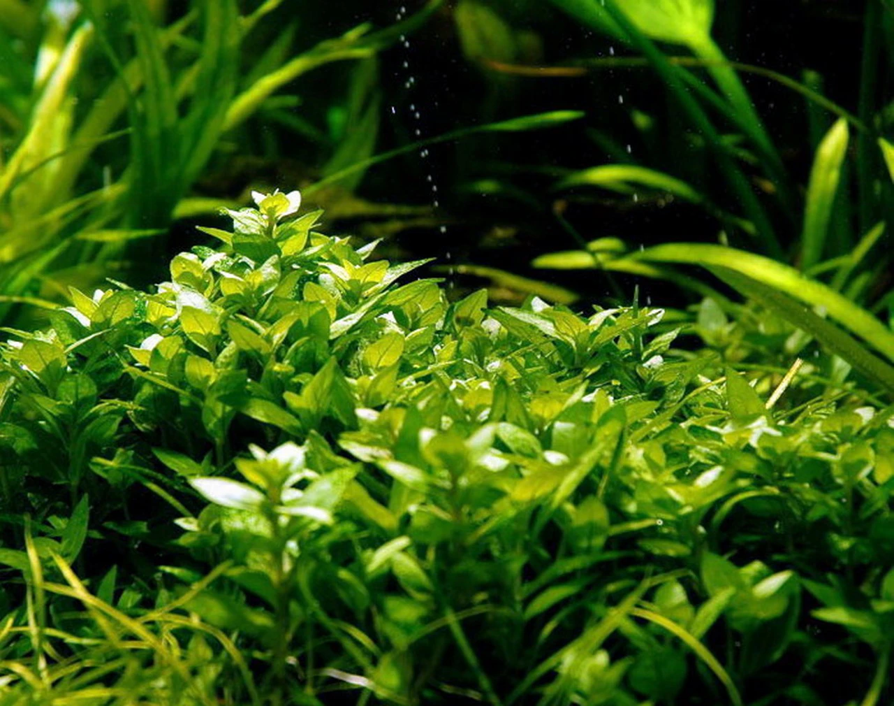 In-Vitro Kriechende Staurogyne / Staurogyne Spec. Repens 3 In-Vitro Kriechende Staurogyne / Staurogyne Spec. Repens