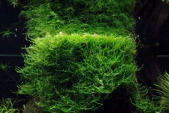 In-Vitro Javamoos / Taxiphyllum Barbieri, Moos -Pflanzen Serien Rabatt V DZ 1 2 1