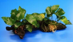 2 Kräftige Anubias Nana Auf Schöner Mopani-Wurzel -Pflanzen Serien Rabatt W001wf 1 2