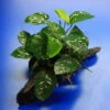 Anubias Barteri Auf Schöner Ca. 30 Cm Großer Wurzel -Pflanzen Serien Rabatt W002BL 1 1
