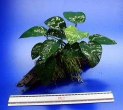 Anubias Barteri Auf Schöner Ca. 30 Cm Großer Wurzel -Pflanzen Serien Rabatt W002BL 1 2