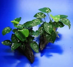 Anubias Barteri Auf Schöner Ca. 30 Cm Großer Wurzel -Pflanzen Serien Rabatt W002BL 1 3