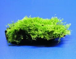 Wurzel Mit Christmas-Moos / Vesicularia Montagnei, Moos -Pflanzen Serien Rabatt W003T 1 3