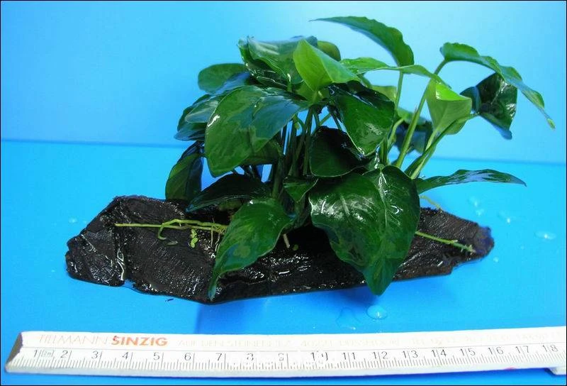 Anubias Nana Auf Einer Wurzel / Zwergspeerblatt 3 Anubias Nana Auf Einer Wurzel / Zwergspeerblatt