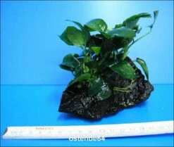 Anubias Nana Auf Einer Wurzel / Zwergspeerblatt 7 Anubias Nana Auf Einer Wurzel / Zwergspeerblatt -Pflanzen Serien Rabatt W10074ST 1 2