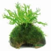 Javafarn Windelov Mit Javamoos Auf Kokosnuss-Höhle / Coco Shell Mit Windelovfarn U. Moos 1 Javafarn Windelov Mit Javamoos Auf Kokosnuss-Höhle / Coco Shell Mit Windelovfarn U. Moos -Pflanzen Serien Rabatt W11261ST 1 2