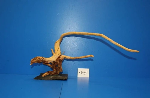 XL Rote Moorwurzel / Moorkienholz 41x22x25 Traumwurzel #1495 Auf Schiefer 3 XL Rote Moorwurzel / Moorkienholz 41x22x25 Traumwurzel #1495 Auf Schiefer