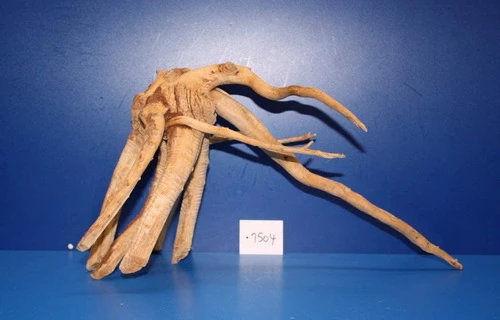 XXL Rote Moorwurzel / Moorkienholz 44x24x25 Traumwurzel #1504 3 XXL Rote Moorwurzel / Moorkienholz 44x24x25 Traumwurzel #1504