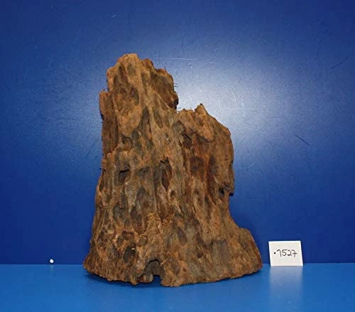 XL Mangroven-Wurzel 30x35x20 Unikat - Traumwurzel #1527 3 XL Mangroven-Wurzel 30x35x20 Unikat - Traumwurzel #1527