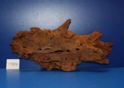 XL Mangroven-Wurzel 44x21x13 Unikat - Traumwurzel #1554