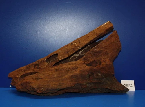 XL Mangroven-Wurzel 45x28x21 Unikat - Traumwurzel #1556 3 XL Mangroven-Wurzel 45x28x21 Unikat - Traumwurzel #1556