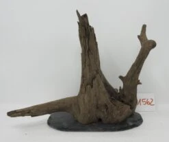 XL Scaper Wurzel 24x22x17 Traumwurzel #1562 Auf Schiefer