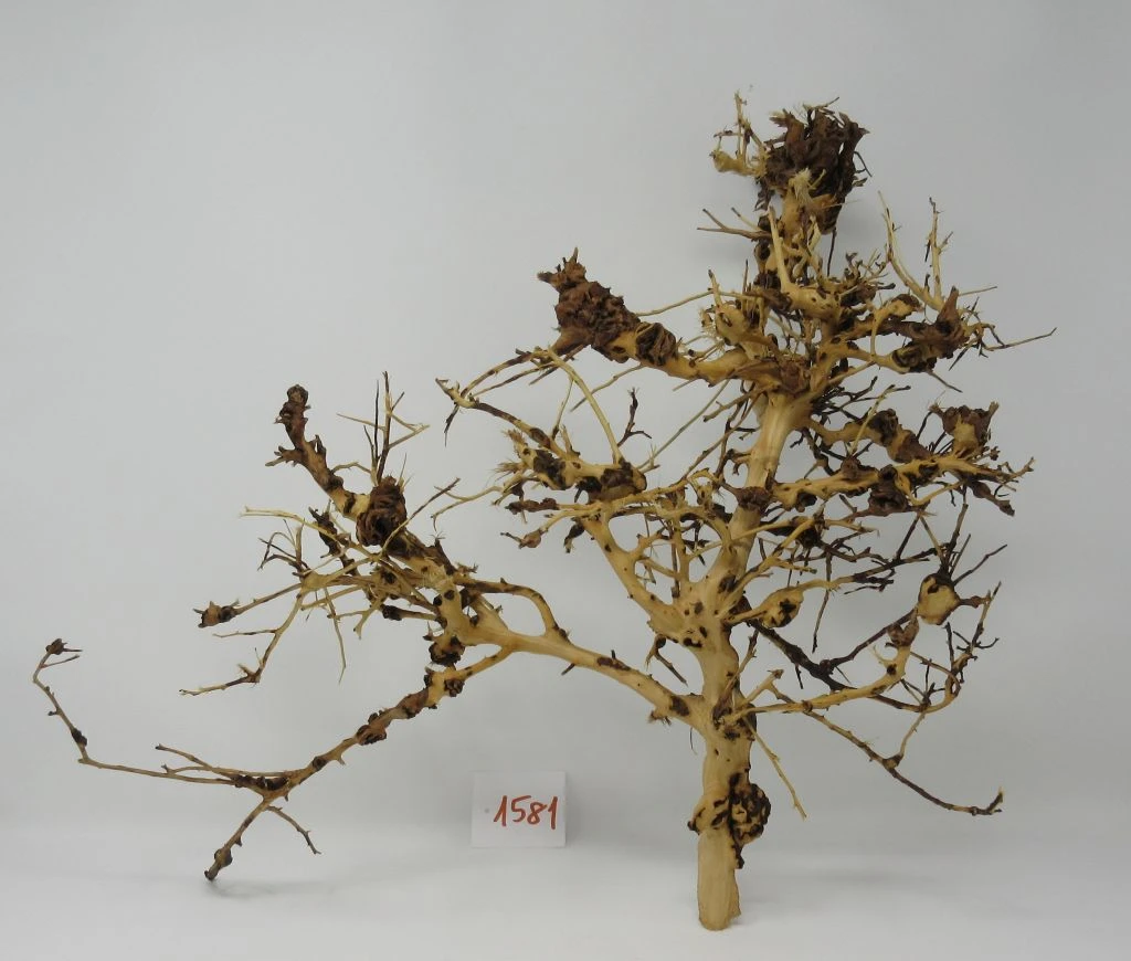 XL Thailand Zweig / Wurzel 51x42x21 Traumwurzel #1581 3 XL Thailand Zweig / Wurzel 51x42x21 Traumwurzel #1581