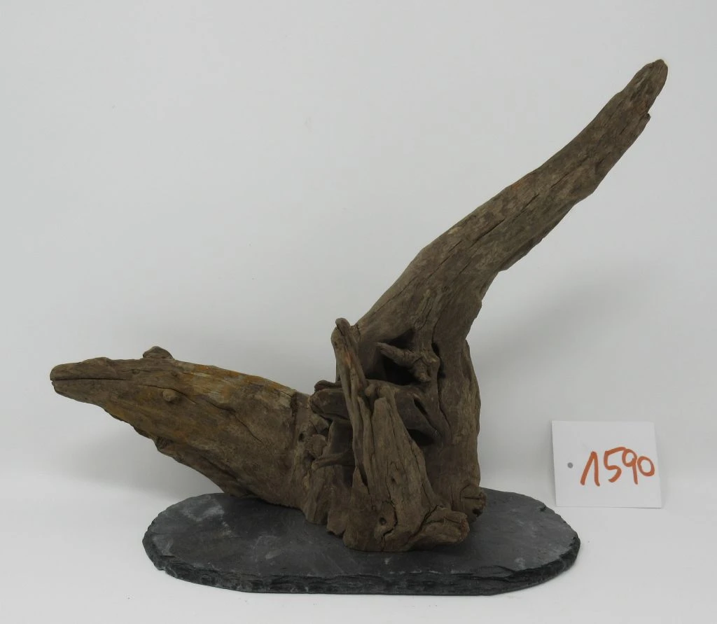 XL Scaper Wurzel 26x20x15 Traumwurzel #1590 Auf Schiefer 3 XL Scaper Wurzel 26x20x15 Traumwurzel #1590 Auf Schiefer