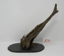 XL Scaper Wurzel 26x24x13 Traumwurzel #1594 Auf Schiefer