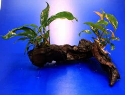 2 X Kleines Speerblatt Auf Schöner Mopani-Wurzel / Anubias Barteri Var. Glabra - Minima 5 2 X Kleines Speerblatt Auf Schöner Mopani-Wurzel / Anubias Barteri Var. Glabra - Minima -Pflanzen Serien Rabatt W 004wf 1 2