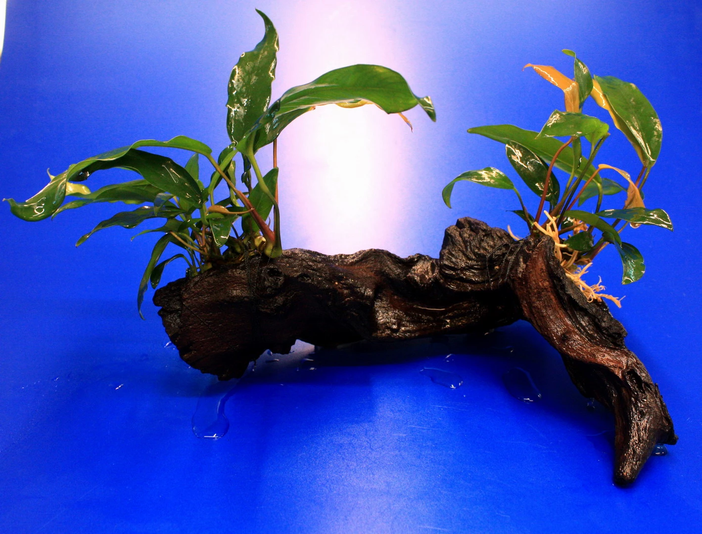 2 X Kleines Speerblatt Auf Schöner Mopani-Wurzel / Anubias Barteri Var. Glabra - Minima 4 2 X Kleines Speerblatt Auf Schöner Mopani-Wurzel / Anubias Barteri Var. Glabra - Minima – Bild 2