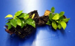 2 X Goldenes Zwergspeerblatt Auf Schöner Mopani-Wurzel / Anubias Nana GOLD -Pflanzen Serien Rabatt W 009wf 1 4