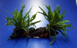 2 X Mini Javafarn Auf Schöner Mopani-Wurzel / Microsorum Pt. 'Short Narrow Leaf' -Pflanzen Serien Rabatt W 1062wf 1 4