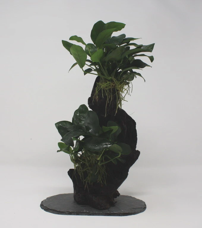 Urwaldbaum MITTEL Mbuna Mit Anubia Nana/Zwergspeerblatt Ca. 30-35 Cm 3 Urwaldbaum MITTEL Mbuna Mit Anubia Nana/Zwergspeerblatt Ca. 30-35 Cm