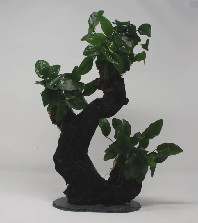 Urwaldbaum GROß Mbuna Mit Anubia Nana/Zwergspeerblatt Ca. 40-45 Cm 3 Urwaldbaum GROß Mbuna Mit Anubia Nana/Zwergspeerblatt Ca. 40-45 Cm