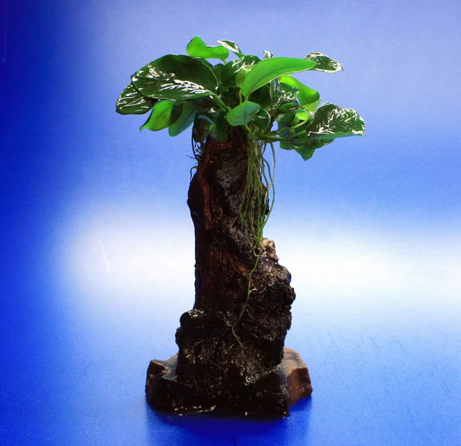 Dennerle Urwaldbaum Mbuna KLEIN Mit Anubia Nana 3 Dennerle Urwaldbaum Mbuna KLEIN Mit Anubia Nana