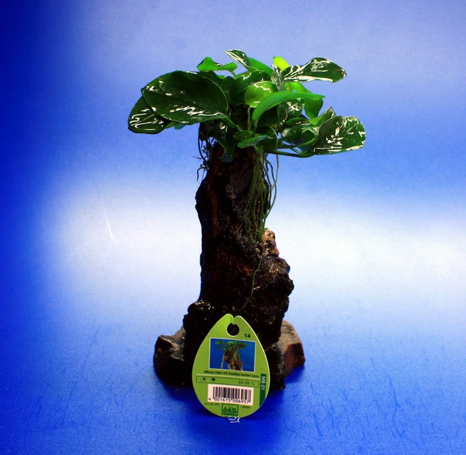 Dennerle Urwaldbaum Mbuna KLEIN Mit Anubia Nana 4 Dennerle Urwaldbaum Mbuna KLEIN Mit Anubia Nana – Bild 2