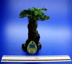 Dennerle Urwaldbaum Mbuna KLEIN Mit Anubia Nana 7 Dennerle Urwaldbaum Mbuna KLEIN Mit Anubia Nana -Pflanzen Serien Rabatt W MB01D 1 3