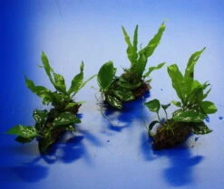 Nano Wood Mit Javafarn, Zwerg-Speerblatt (Anubia) + Javamoos -Pflanzen Serien Rabatt W NW01D 1 2