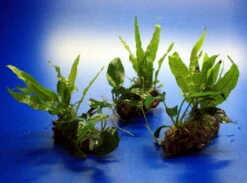 Nano Wood Mit Javafarn, Zwerg-Speerblatt (Anubia) + Javamoos -Pflanzen Serien Rabatt W NW01D 1 3