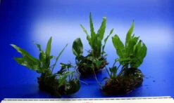 Nano Wood Mit Javafarn, Zwerg-Speerblatt (Anubia) + Javamoos -Pflanzen Serien Rabatt W NW01D 1 4