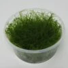 XL In-Vitro Krabi Moss / Vesicularia Montagnei 'Krabi', Moos -Pflanzen Serien Rabatt XK DZ 1 1