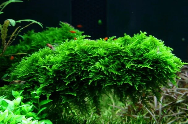 XL In-Vitro Mini Christmas Moss / Vesicularia Montagnei 'Mini', Moos 3 XL In-Vitro Mini Christmas Moss / Vesicularia Montagnei 'Mini', Moos