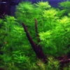 1-2-GROW! Mato-Grosso-Tausendblatt / Myriophyllum Mattogrossense Von TROPICA -Pflanzen Serien Rabatt oD037TC T 1 1