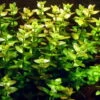 1-2-GROW! Grossblättriges Fettblatt / Bacopa Caroliniana Caroliana Von TROPICA -Pflanzen Serien Rabatt oD043TC T 1 1