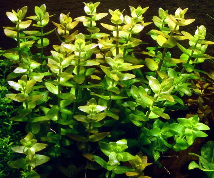 1-2-GROW! Grossblättriges Fettblatt / Bacopa Caroliniana Caroliana Von TROPICA 3 1-2-GROW! Grossblättriges Fettblatt / Bacopa Caroliniana Caroliana Von TROPICA