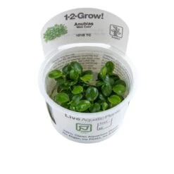 1-2-GROW! Anubias Barteri 'Mini Coin' *TOP Rarität* -Pflanzen Serien Rabatt oD101BTC T 1 2