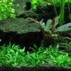 1-2-GROW! Zwerg-Wasserkelch / Cryptocoryne Parva 1 1-2-GROW! Zwerg-Wasserkelch / Cryptocoryne Parva -Pflanzen Serien Rabatt oD106TC T 1 1